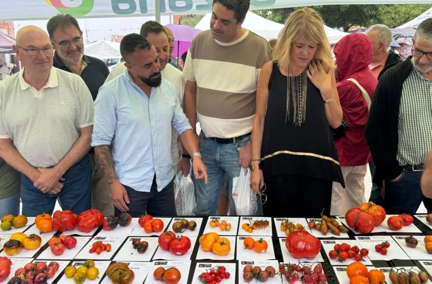 Noticias de Cantabria | El Cántabro | El Festival del Tomate de Bezana, todo un "éxito de participación"