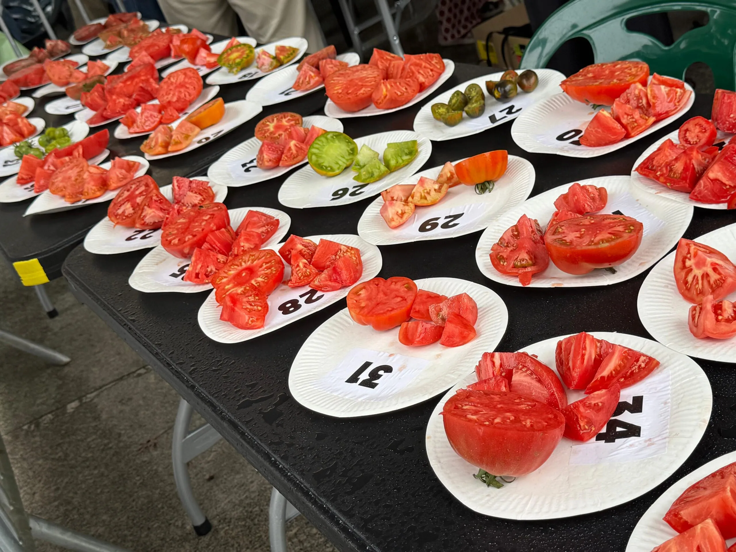 Noticias de Cantabria | El Cántabro | El Festival del Tomate de Bezana, todo un "éxito de participación"