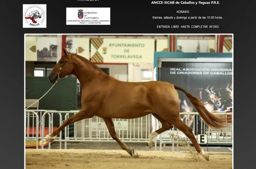Noticias de Cantabria | El Cántabro | El XXVI Concurso Morfológico Ciudad de Torrelavega FECAB reunirá a 125 caballos de 64 ganaderías