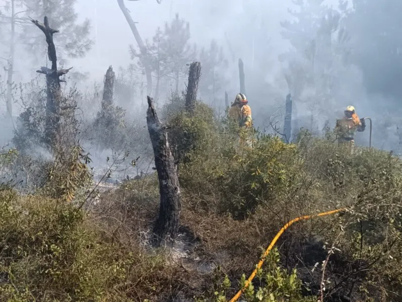 Noticias de Cantabria | El Cántabro | Controlado el incendio declarado en los pinares de Liencres