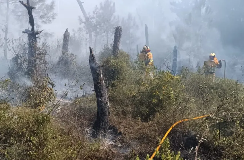 Noticias de Cantabria | El Cántabro | Controlado el incendio declarado en los pinares de Liencres