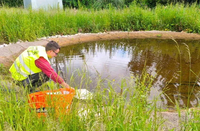 Noticias de Cantabria | El Cántabro | Santander potencia el hábitat para los anfibios en los parques de la ciudad