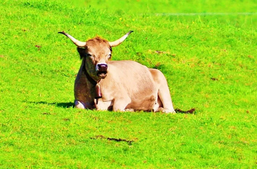 Noticias de Cantabria | El Cántabro | Se suspenden las medidas extraordinarias contra la tuberculosis bovina en San Vicente de la Barquera