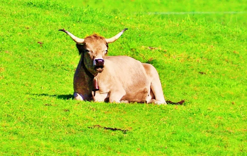 Noticias de Cantabria | El Cántabro | Se suspenden las medidas extraordinarias contra la tuberculosis bovina en San Vicente de la Barquera