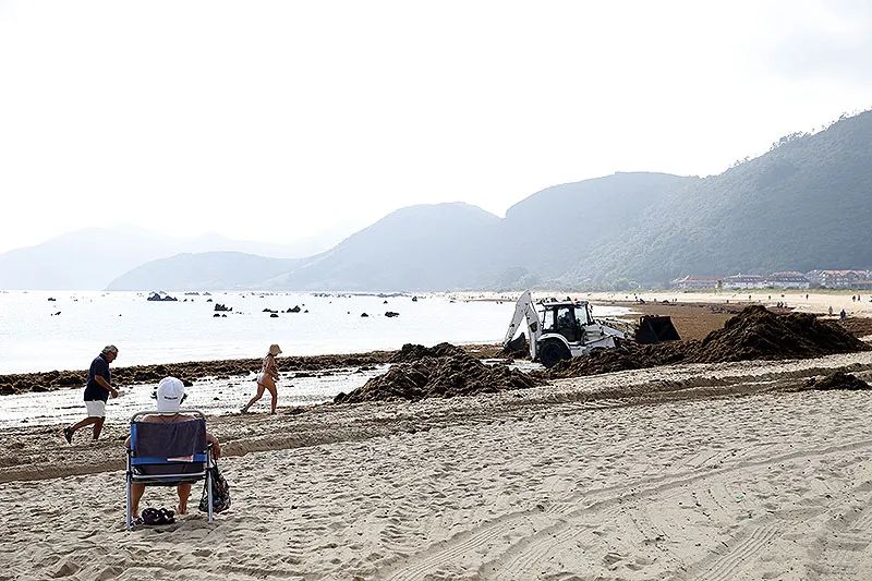 Imagen de archivo de algas asiáticas en los arenales de Noja (Foto: Gobierno de Cantabria)
