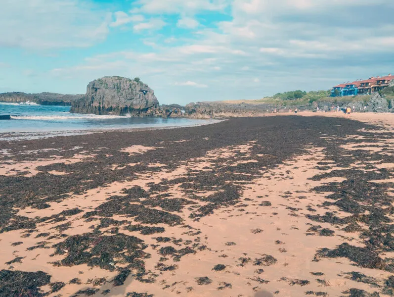 Noticias de Cantabria | El Cántabro | El alga asiática se extiende por la costa oriental de Cantabria y obliga a reforzar su vigilancia