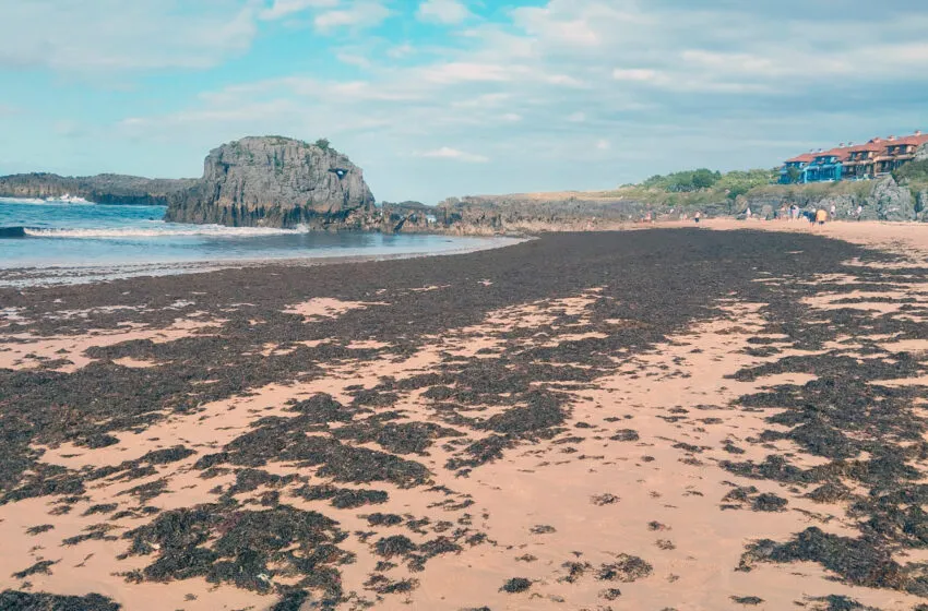 Noticias de Cantabria | El Cántabro | El alga asiática se extiende por la costa oriental de Cantabria y obliga a reforzar su vigilancia