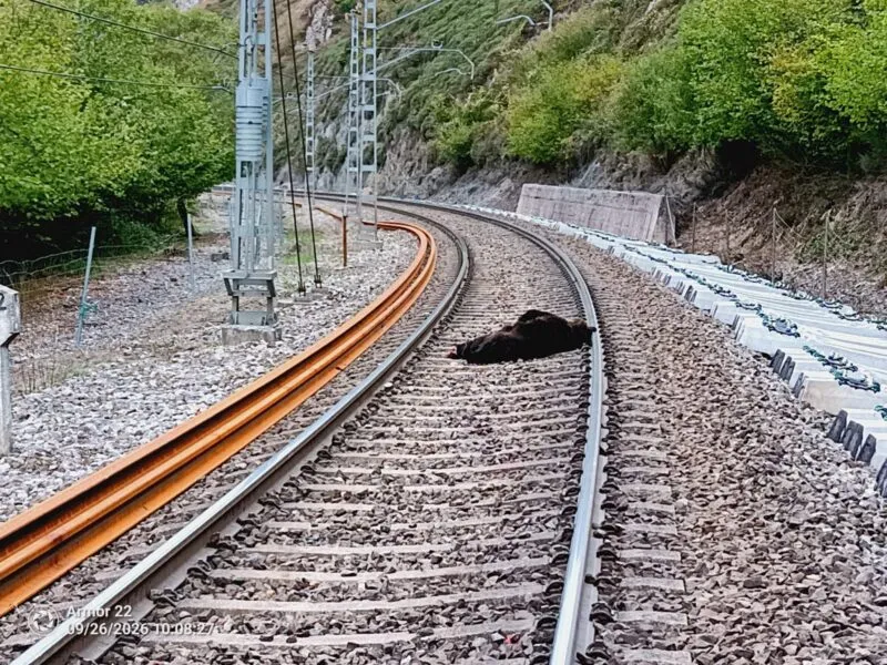 Noticias de Cantabria | El Cántabro | Muere un oso pardo atropellado por un tren en Cañeda