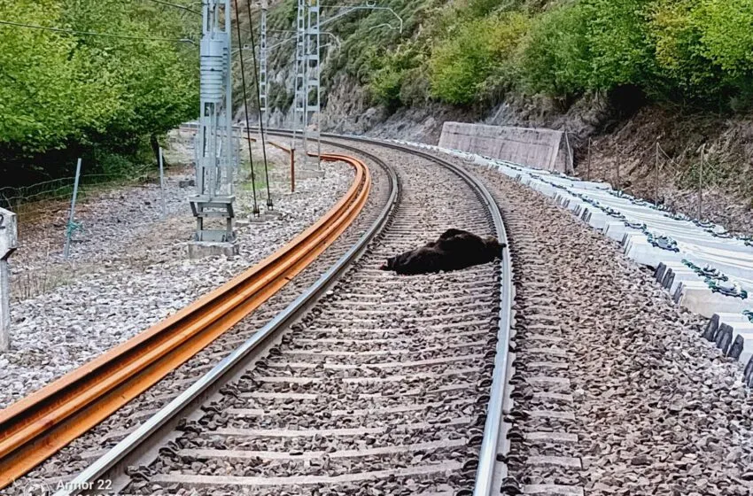  Muere un oso pardo atropellado por un tren en Cañeda