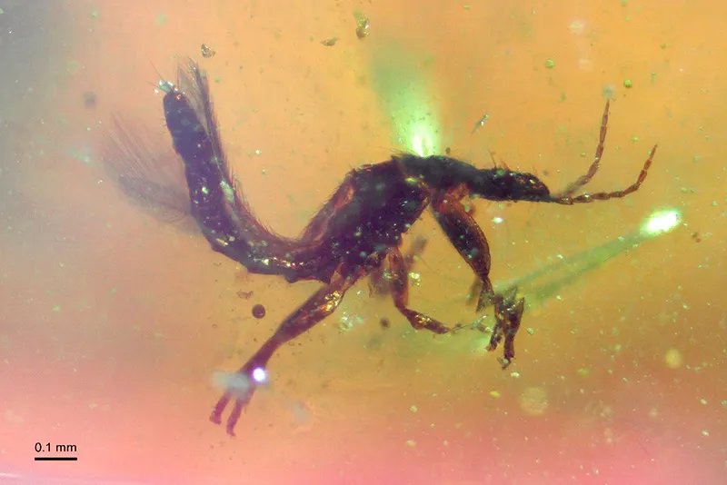 Ejemplar de tisanóptero (del orden Thysanoptera) conservado en ámbar de El Soplao, uno de los numerosos insectos fósiles recuperados en este yacimiento del Cretácico Inferior.( Foto: Gobierno de Cantabria)