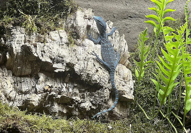 El Parque de la Naturaleza de Cabárceno incorpora tres ejemplares de varano azul