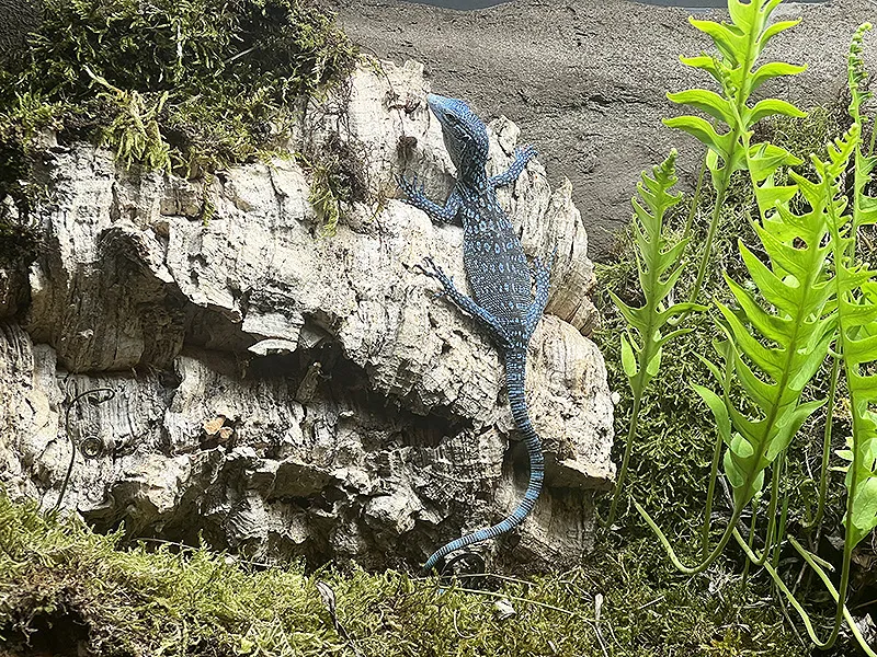 Imagen del nuevo varano azul inorporado al Parque de Cabarceno. (Foto: Gobierno de Cantabria)