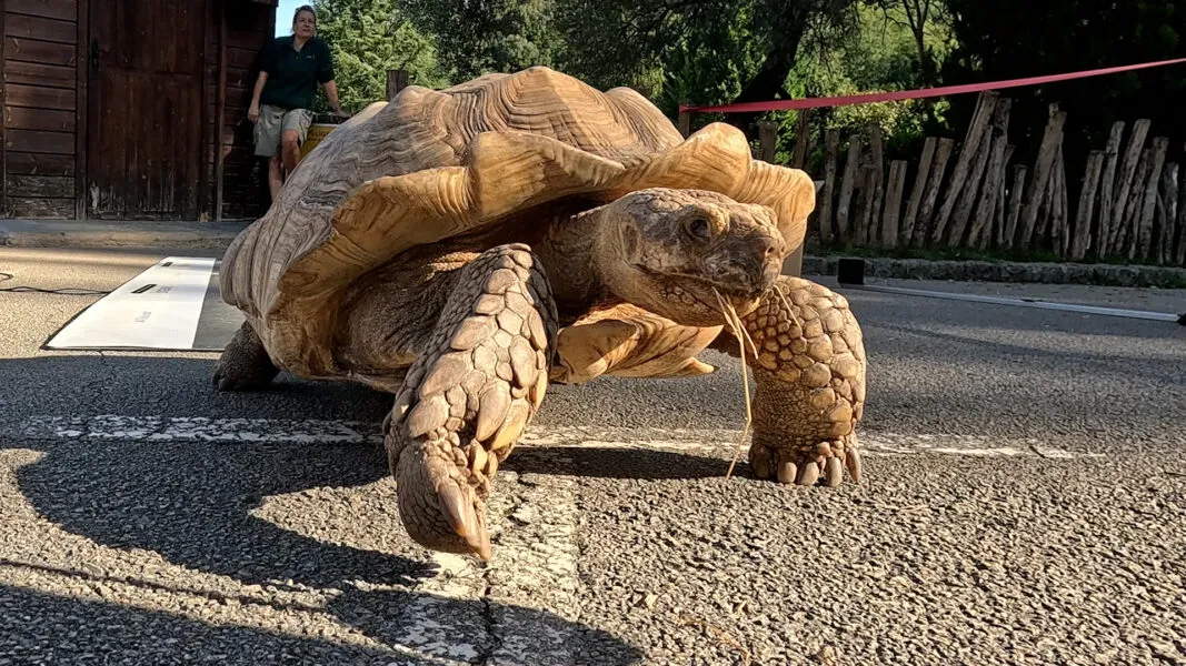 Noticias de Cantabria | El Cántabro | La UC estudia tortugas para interpretar huellas prehistóricas