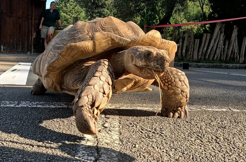 Noticias de Cantabria | El Cántabro | La UC estudia tortugas para interpretar huellas prehistóricas