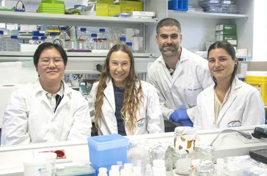  Un contraste de hierro detecta y frena fibrosis cardiaca