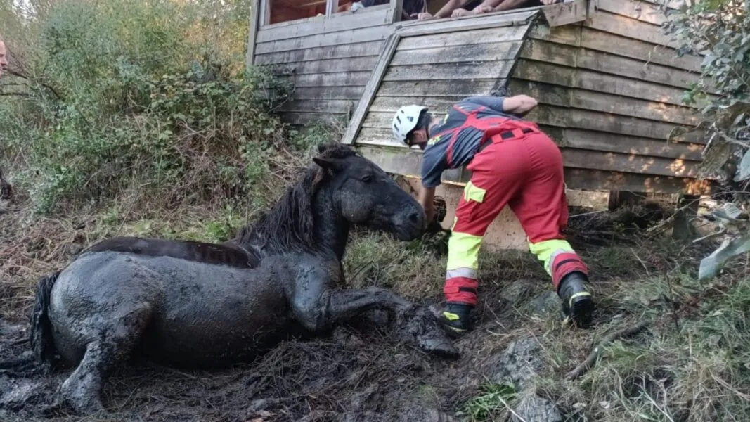 Noticias de Cantabria | El Cántabro | Rescatan a un caballo que quedó atrapado en el fango de la ría de Ronates, en Voto