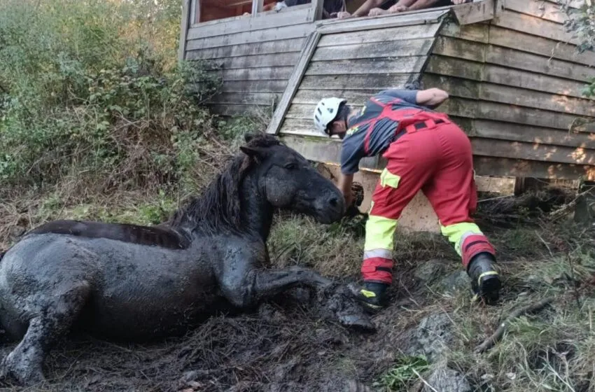 Noticias de Cantabria | El Cántabro | Rescatan a un caballo que quedó atrapado en el fango de la ría de Ronates, en Voto