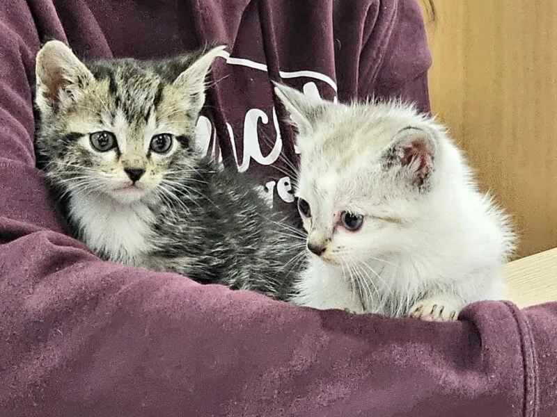 Noticias de Cantabria | El Cántabro | Torrelavega alerta de la muerte de dos gatos por una posible intoxicación en Campuzano
