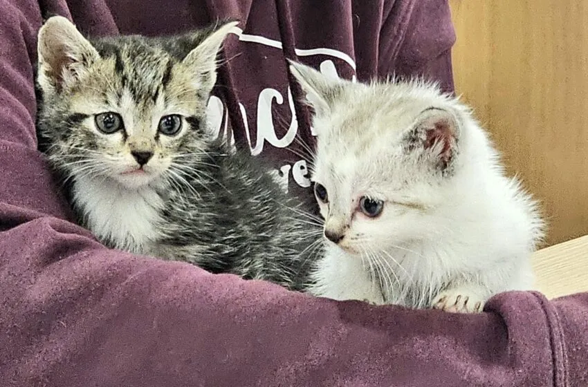  Torrelavega alerta de la muerte de dos gatos por una posible intoxicación en Campuzano
