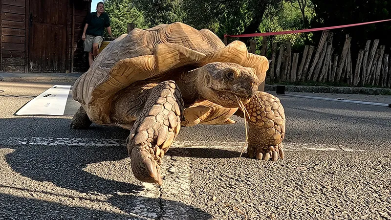 Tortugas de espuelas africanas (Centrochelys sulcata). (Foto: Gobierno de Cantabria)